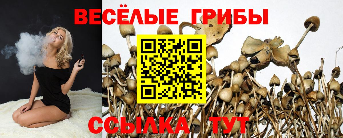 Галлюциногенные грибы Psilocybine cubensis Северск